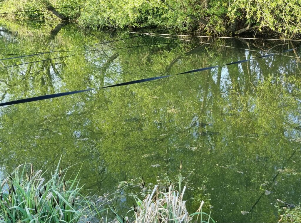 Newly stocked shoal of Bream