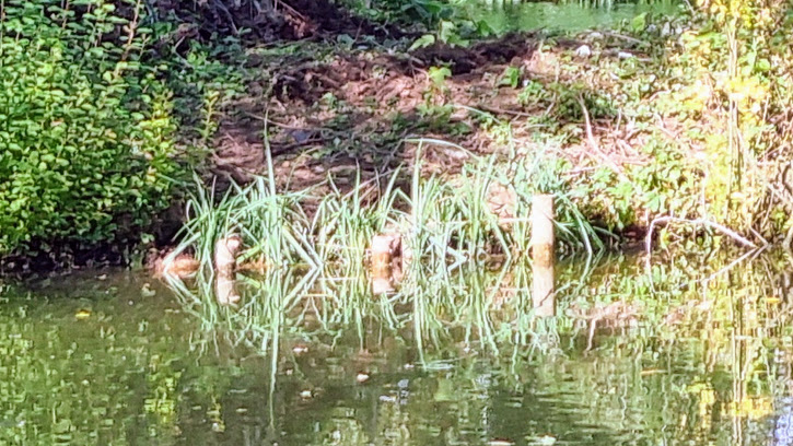 Plough Pond Development Update