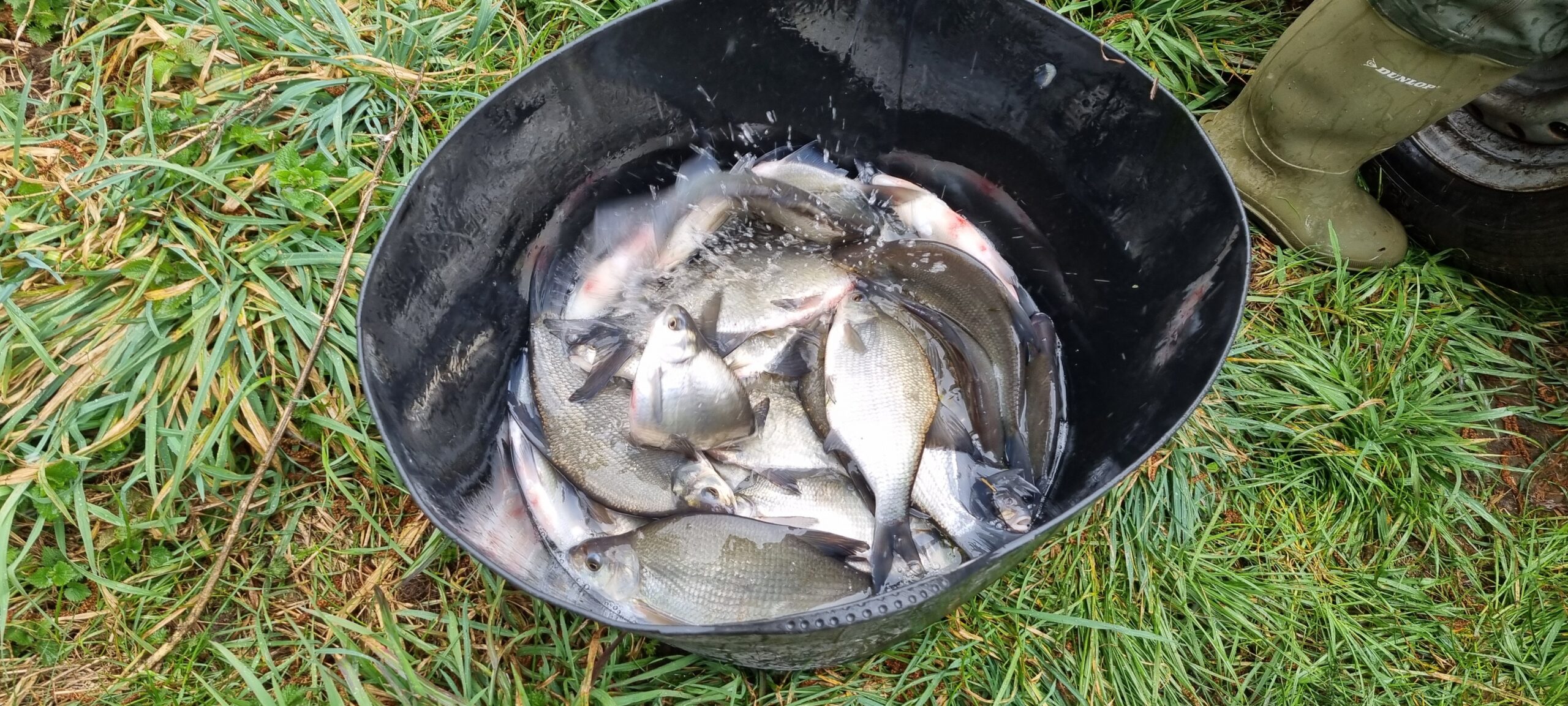 Plough Angling Club Fish Stocking Update – A Big Boost for Plough Pond!